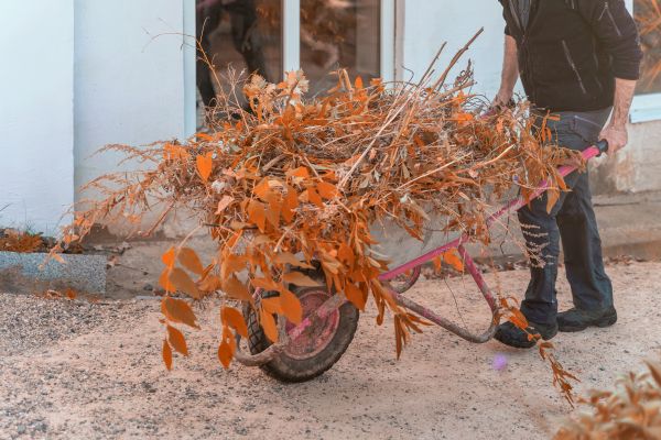 Lawn Debris Cleanup